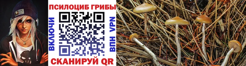 купить наркотик  Камызяк  ОМГ ОМГ ONION  Псилоцибиновые грибы GOLDEN TEACHER 